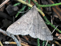 Unidentified Moth