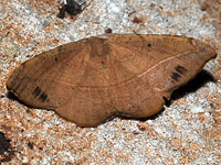 Juniper-twig Geometer Moth