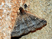 Florida Tetanolita Moth