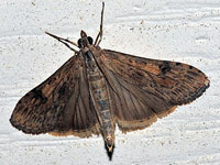Lucerne Moth