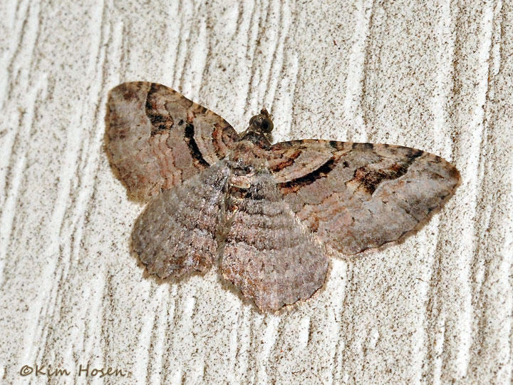Bent-line Carpet Moth