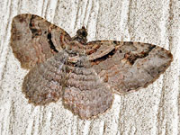 Bent-line Carpet Moth