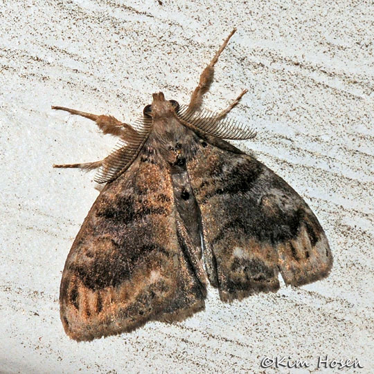 Definite Tussock Moth
