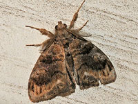 Unidentified Moth