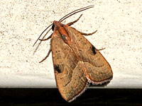 Unidentified moth