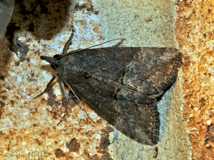 Green Cloverworm Moth