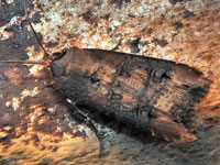 Unidentified Moth