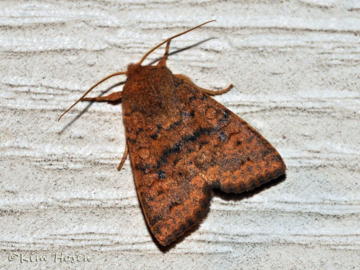 Bicolored Sallow Moth
