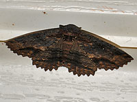 Zale lunata