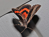 Ultronia Underwing