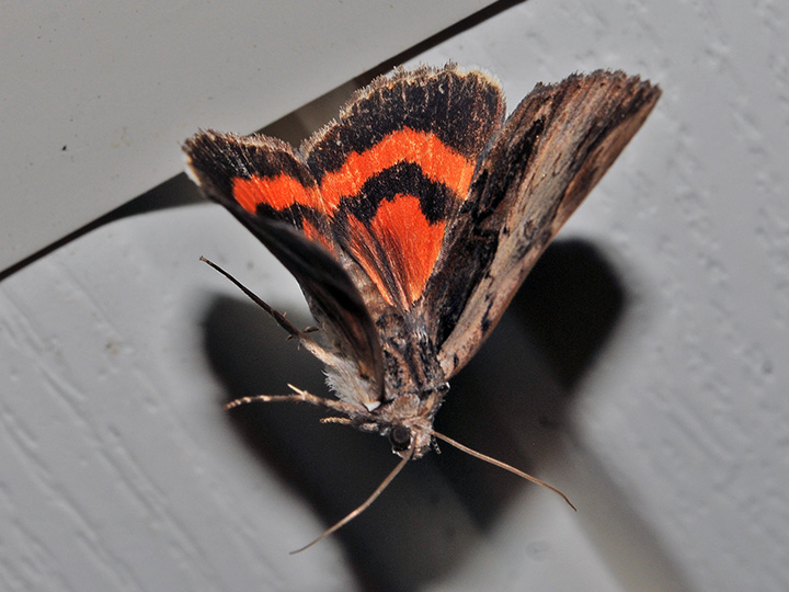 Ultronia Underwing Moth