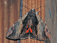 Ultronia Underwing