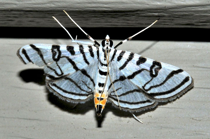 Zebra Conchylodes Moth