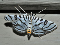 Zebra Conchylodes Moth