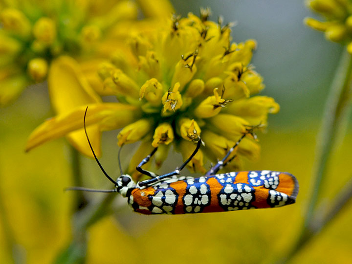 Ailanthus webworm moth