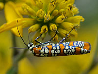Ailanthus webworm moth