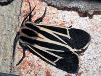 Apantesis sp.