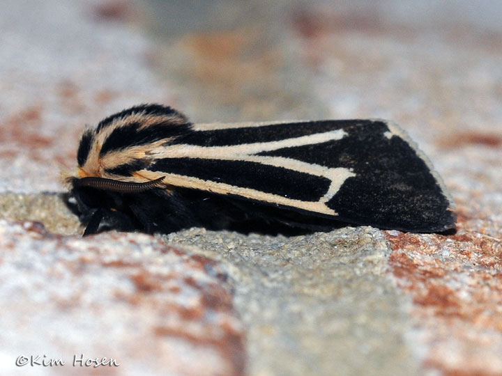 Apantesis