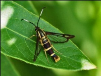 Apple Bark Borer