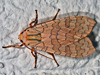 Banded Tussock Moth