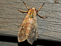 Banded Tussock Moth