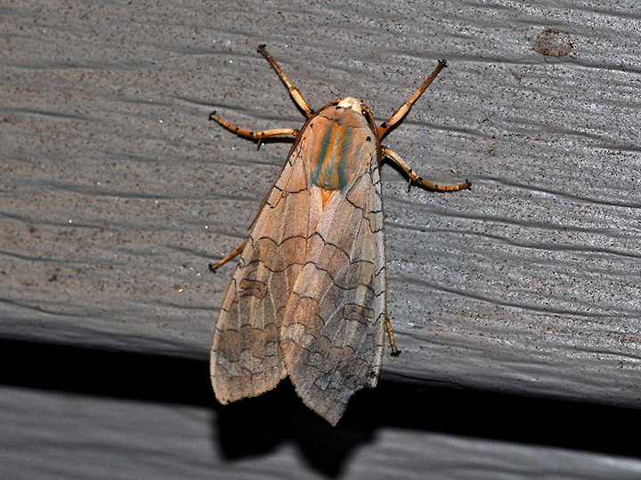 Banded Tussock Moth