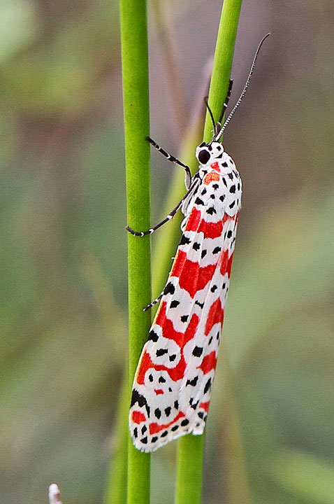 Bella Moth