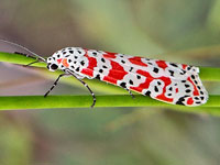 Bella moth