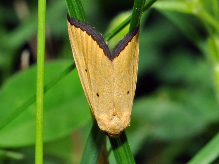 Black Bordered Lemon Moth