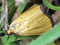 Black-bordered Lemon Moth