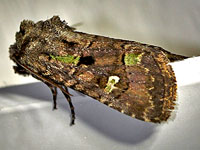 Bristley Cutworm