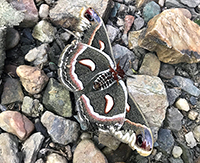 Luna Moth
