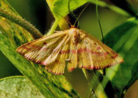 Chickweed Geometer Moth