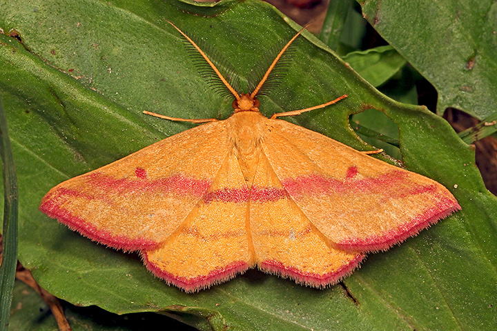 Chickweed Geometer