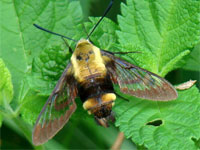 Snowberry Clearwing Moth