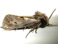 Clemens' Grass Tubeworm Moth