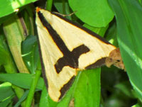 Clymene Haploa