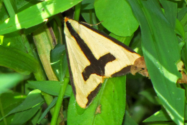 Clymene Haploa