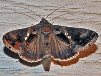 Common Looper Moth