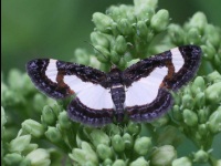 Common Spring Moth