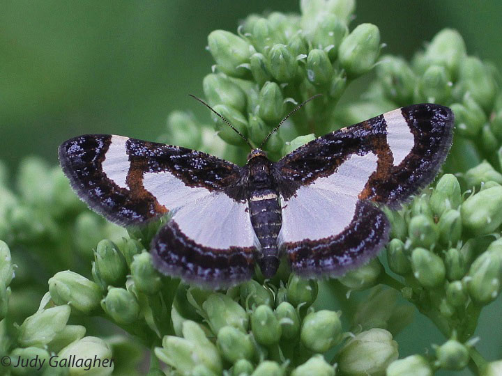Common Spring Moth