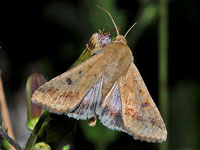Corn Earworm Moth