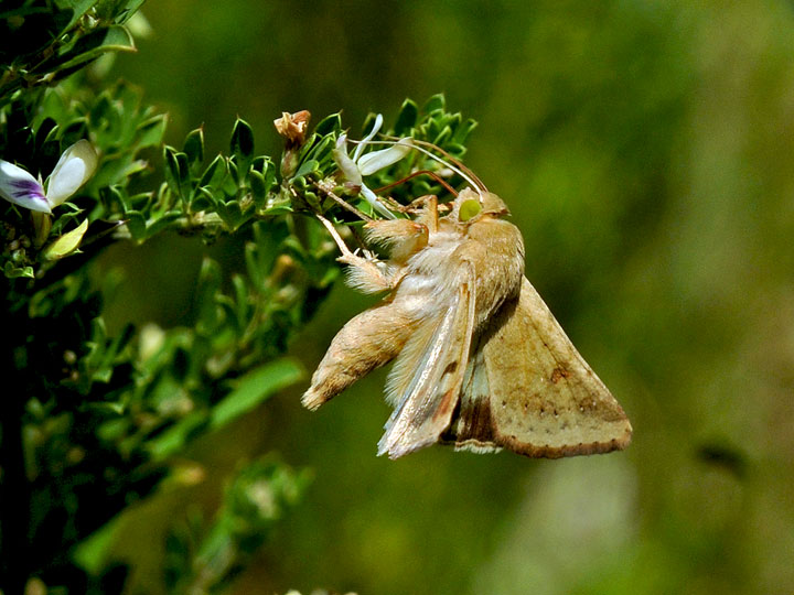 Corn Earworm Moth