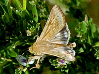 Corn Earworm Moth
