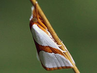 Curved-lined Vaxi