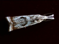 Elegant grass veneer moth