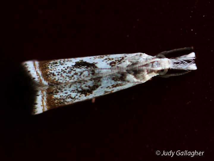 Elegant Grass-veneer Moth