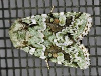 Explicit Arches Moth