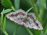 Faint-spotted Angle Moth