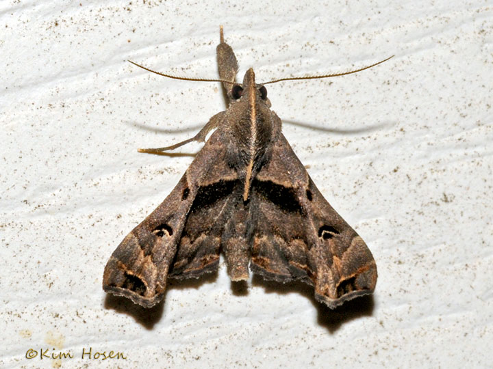 Faint-spotted Palthis